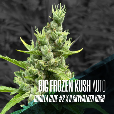 BIG FROZEN KUSH AUTO