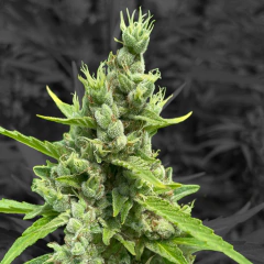 BIG FROZEN KUSH AUTO en internet