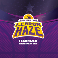 LEBRON HAZE FOTO FEM - Join Us Growshop