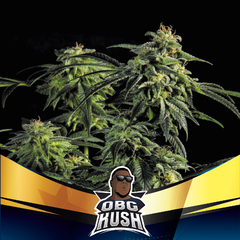 OBG KUSH FASTER FLOWERING FOTO FEM