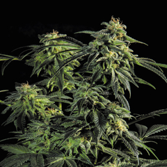 OBG KUSH FASTER FLOWERING FOTO FEM en internet