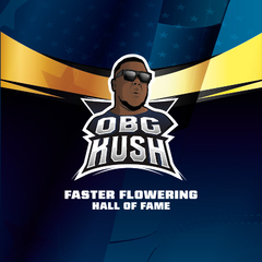 OBG KUSH FASTER FLOWERING FOTO FEM - Join Us Growshop