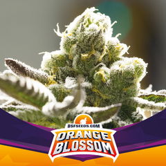 ORANGE BLOSSOM FOTO FEM