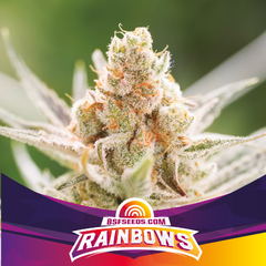 RAINBOWS FOTO FEM