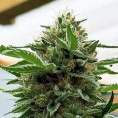 DEVIL MINT FOTO FEM X3+1 (H4Z3 GENETICS) - comprar online