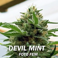 DEVIL MINT FOTO FEM X3+1 (H4Z3 GENETICS)