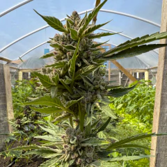 EXOTIC MINTS AUTO - Join Us Grow