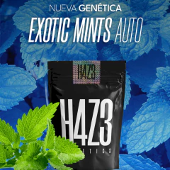 EXOTIC MINTS AUTO en internet