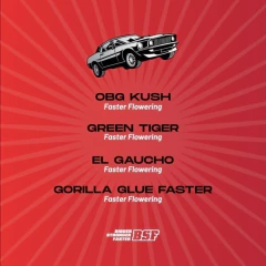 FASTER AND FURIOUS FEM MIX - comprar online