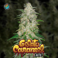 GELATO CARAMEL AUTO X4