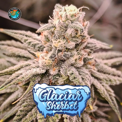 GLACIAR SHERBET AUTO X4