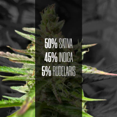 JEDI KUSH AUTO - comprar online