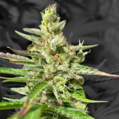 JEDI KUSH AUTO en internet