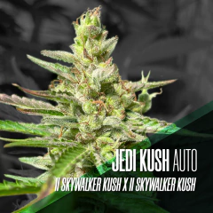 JEDI KUSH AUTO