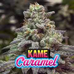 KAME CARAMEL FOTO FEM X3