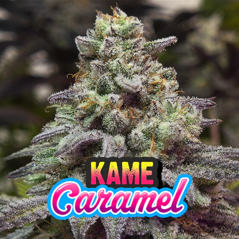 KAME CARAMEL FOTO FEM X3