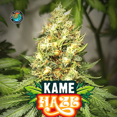 KAME HAZE FOTO FEM x3