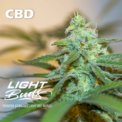 LA FANTA FOTO - FEM - CBD