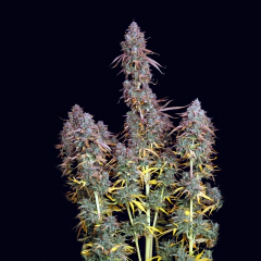 MEGA CHEESECAKE AUTO en internet