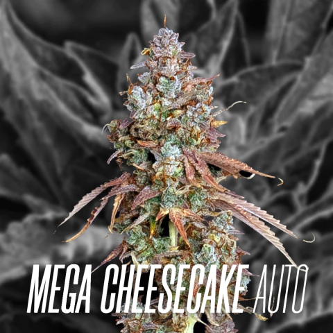 MEGA CHEESECAKE AUTO - comprar online