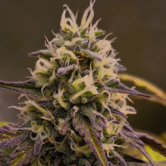 KUSHBERRY AUTO X4 (Edición limitada) - Join Us Grow