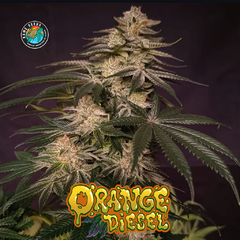 ORANGE DIESEL FOTO FEM x3+1