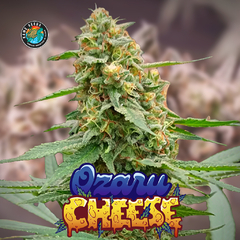 OZARU CHEESE FOTO FEM x3