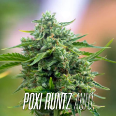 POXI RUNTZ AUTO - comprar online
