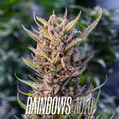 RAINBOWS AUTO - comprar online