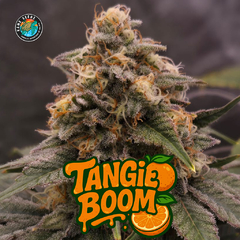 TANGIE BOOM AUTO X4 (edición limitada)