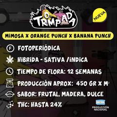 TROMPADA FOTO FEM - comprar online