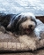 Pets Bed Tusor