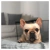 Pets Bed Tusor en internet