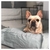 Fundas Pets Bed Tusor - OUTLET - Bed House