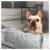 Pets Bed Tusor - tienda online