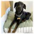Pets Bed Tusor - comprar online