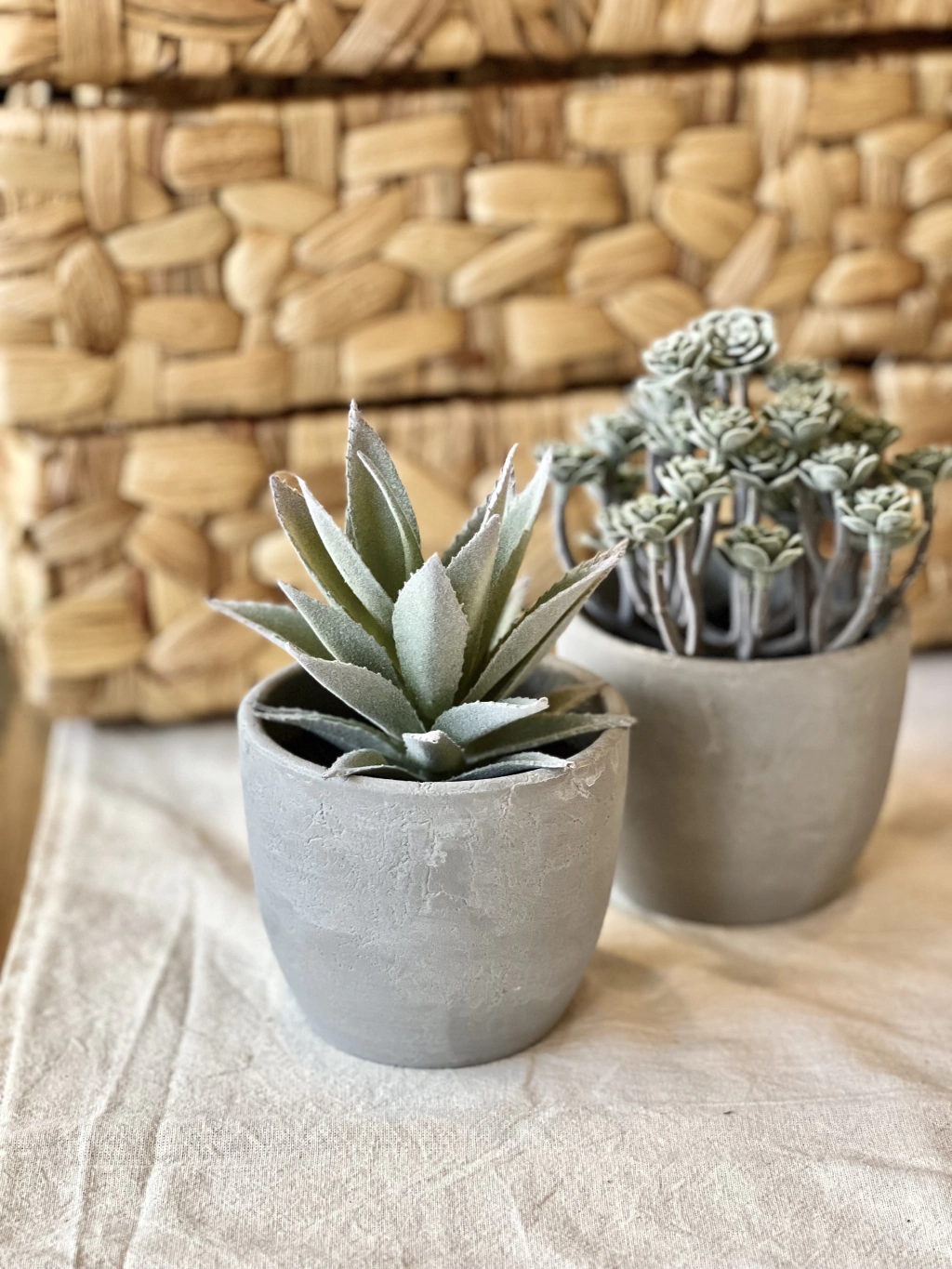 PLANTIN SUCULENTA