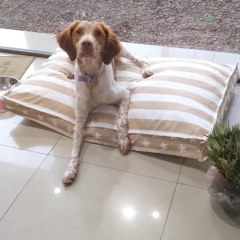 Colchon Rayas Beige