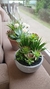 MACETA BONSAI BLANCA - comprar online