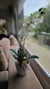 ORQUIDEA EN MACETA PLASTICA en internet