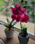 ORQUIDEA EN MACETA PLASTICA - comprar online