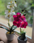 ORQUIDEA EN MACETA PLASTICA - Giro Home & Deco