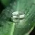 Anillo Hexágono Hombre en internet