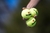 Tubo de Pelotas Tecnifibre X-One x3 balls en internet
