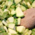 Zucchini