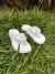 Chinelo Kenner Rakka All White