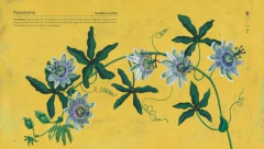 NATIVAS: Flores argentinas - comprar online