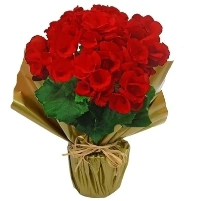 Begônia vermelha plantada