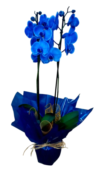 Orquídea Azul