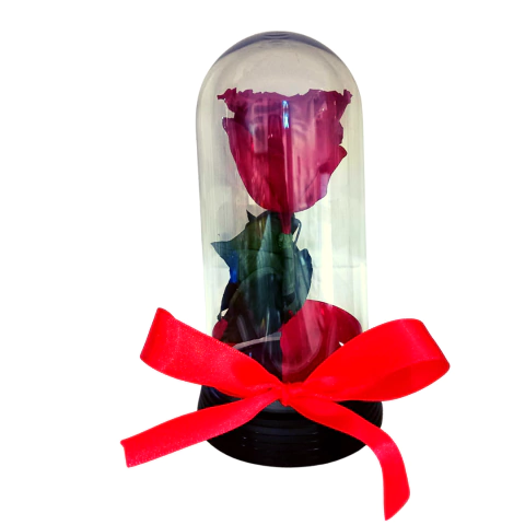 Rosa vermelha encantada